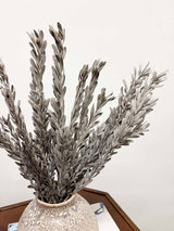 PAKI » Preserved silver Pubescens 