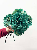 PIERANGELO » 5 ortensie stabilizzate color petrolio