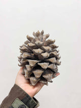 DIAMANTE » 2 Pigne innevate effetto ghiacciato