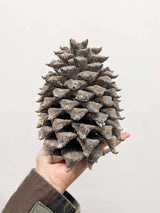 DIAMANTE » 2 Pigne innevate effetto ghiacciato