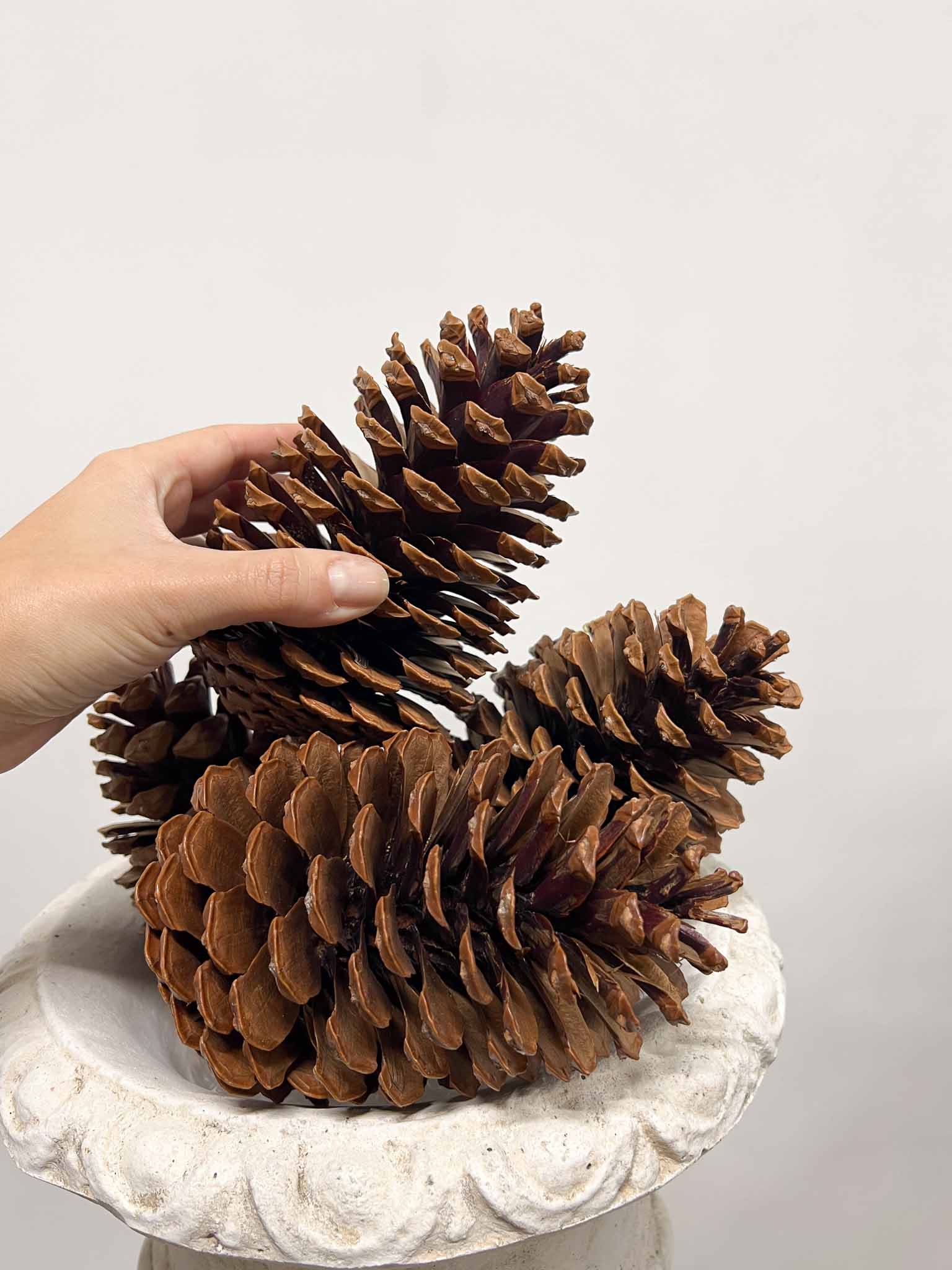 JAGO » 4 Pigne marittima naturale H15