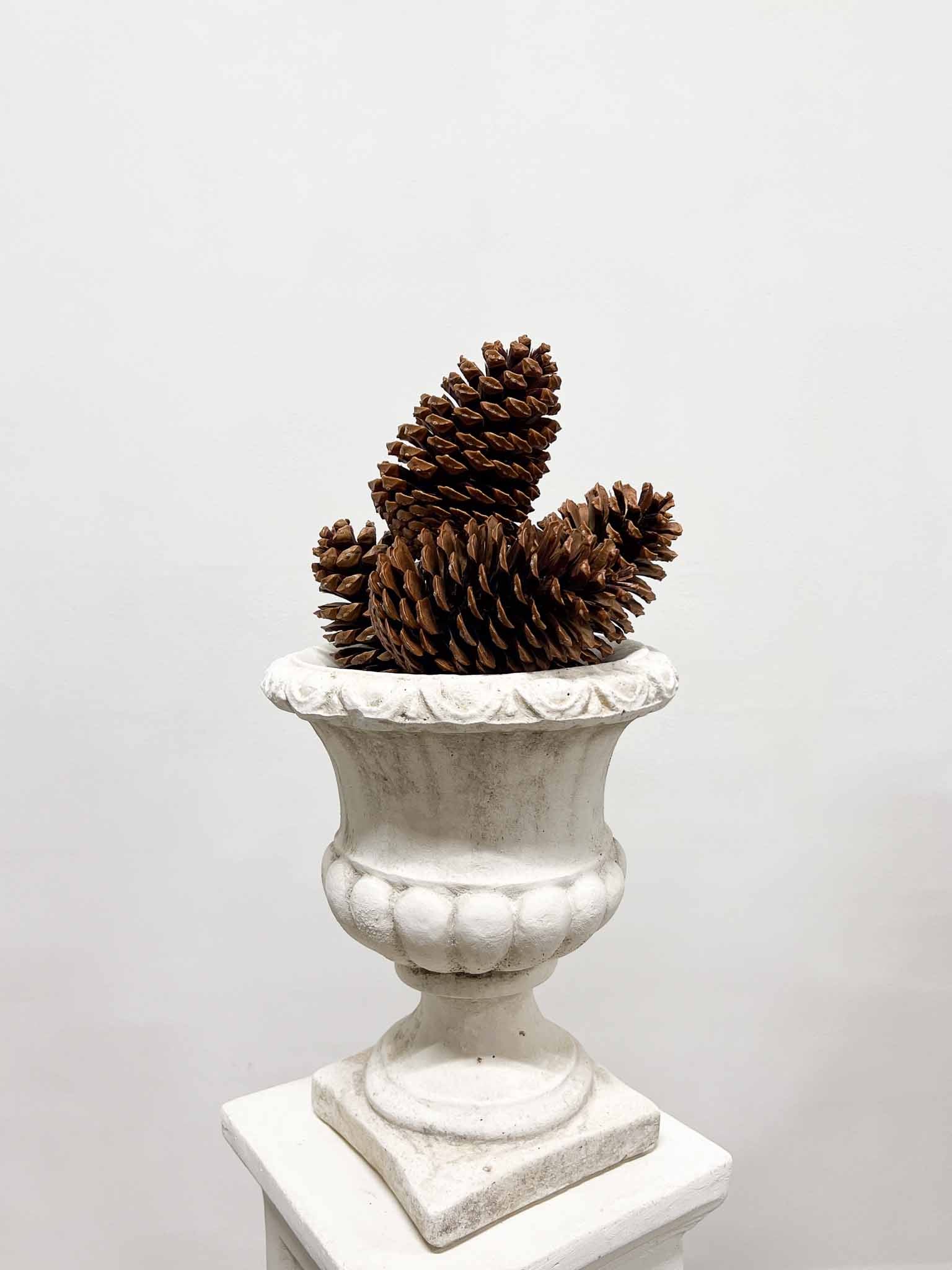 JAGO » 4 Pigne marittima naturale H15