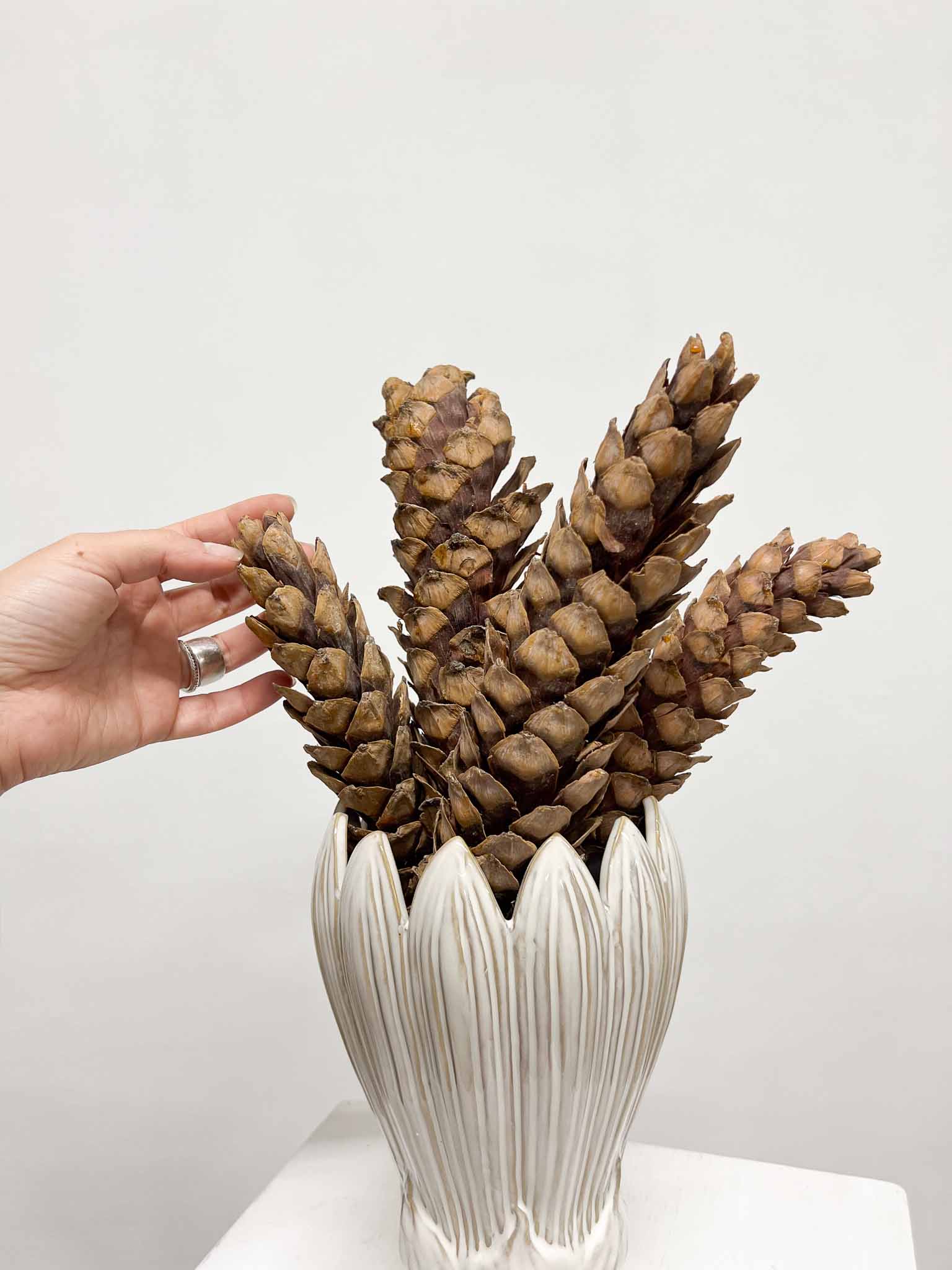 ZITA » 5 Pigne strobus naturale H20