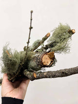 AVERARDO » Rami naturali ricoperti di lichene