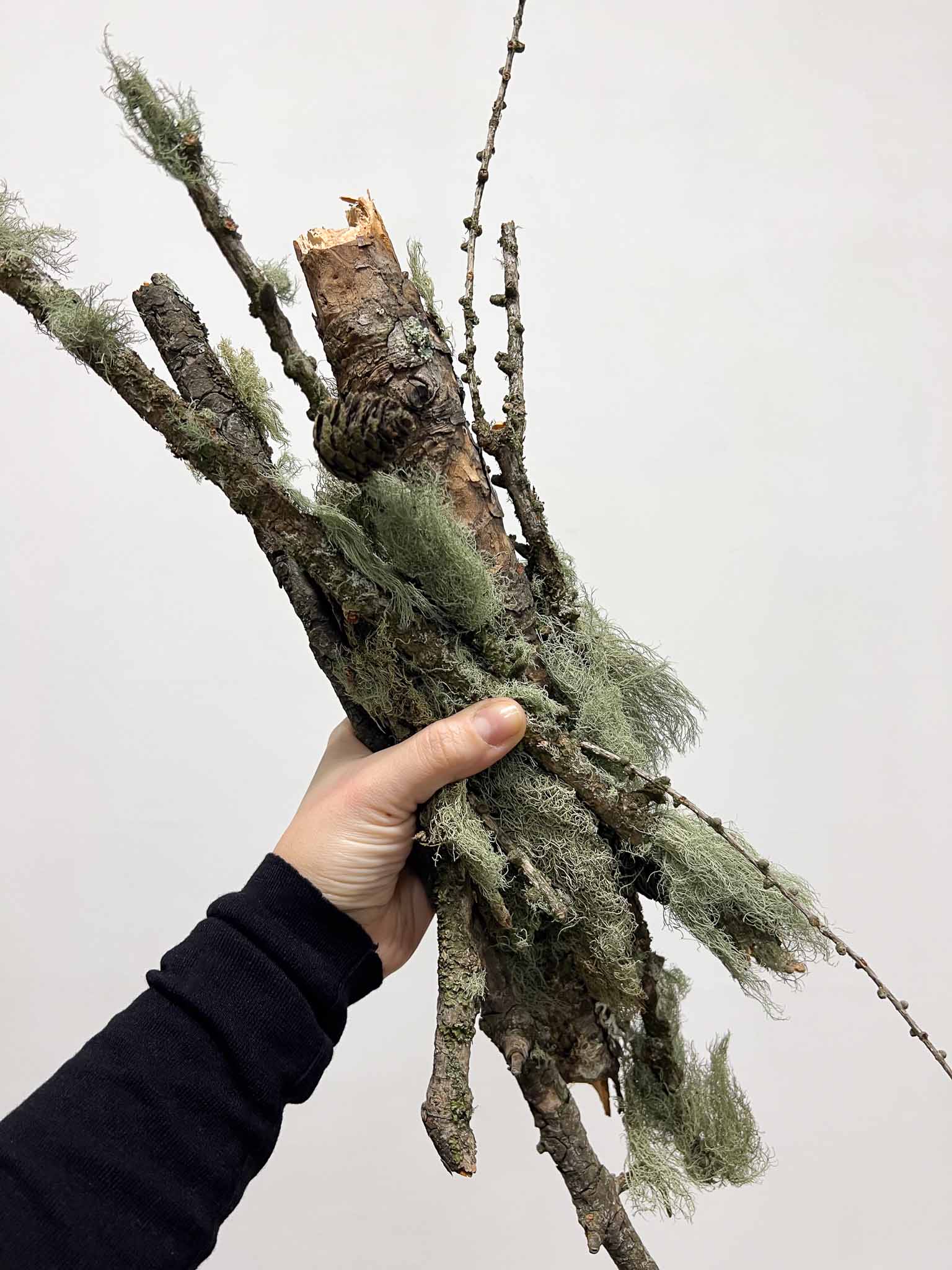 AVERARDO » Rami naturali ricoperti di lichene