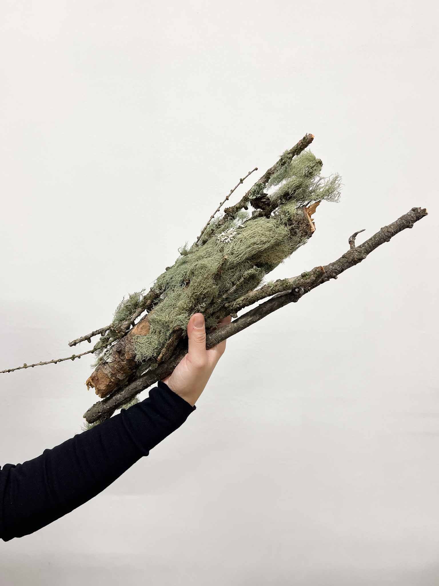 AVERARDO » Rami naturali ricoperti di lichene