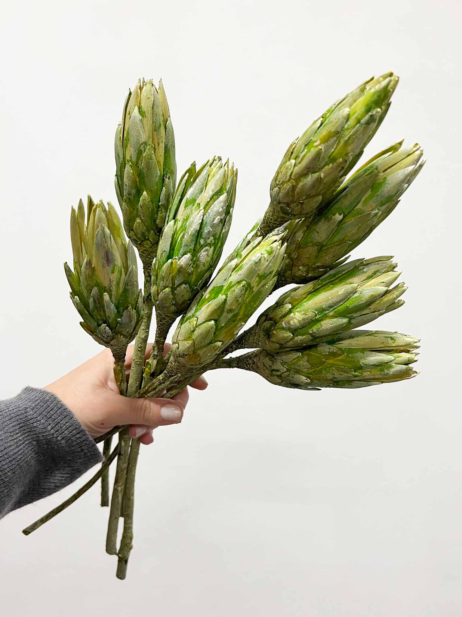 RICO » Mazzo di 10 Protee Repens verde macha