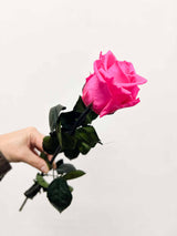 ROSA » Stelo di Rosa fucsia 50cm