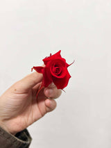 ROBY » Box da 12 mini fiori di Rosa rosso diametro 3cm