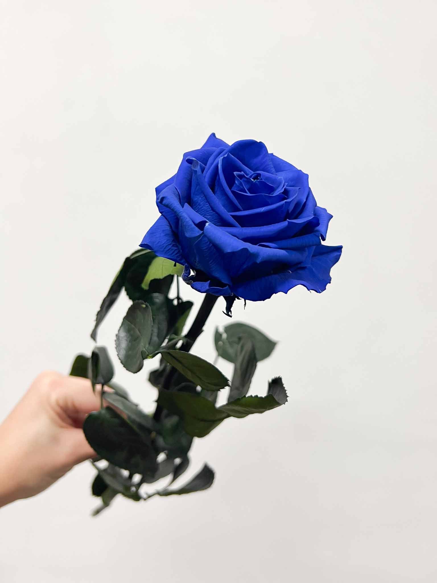 ROSALBA » Premium white Rose stem - 50 cm