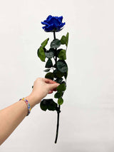 ROSALBA » Premium white Rose stem - 50 cm