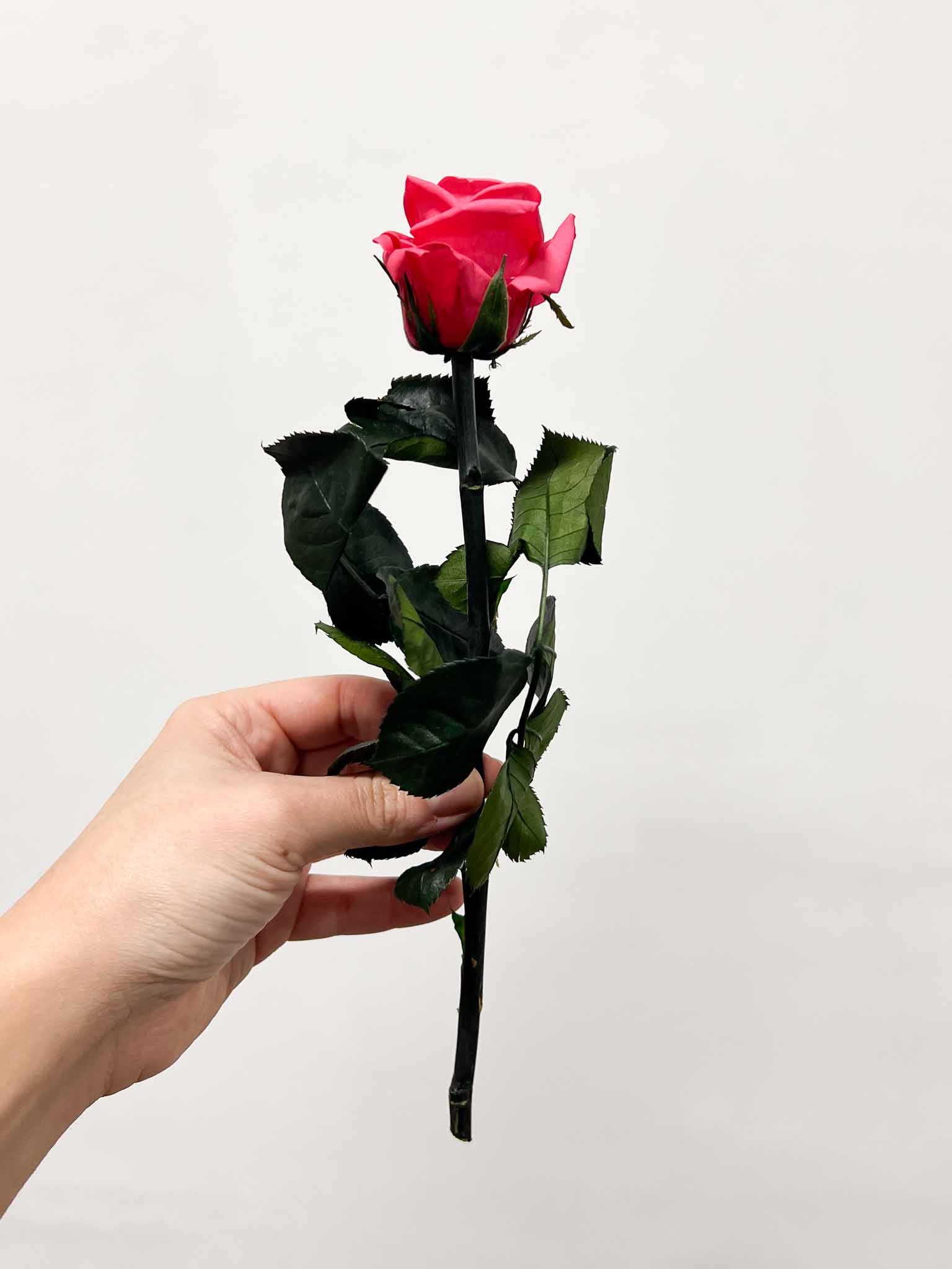 ROSITA » Red Rose stem - 25 cm
