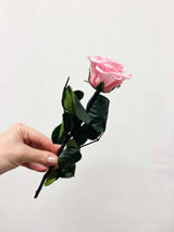 ROSITA » Red Rose stem - 25 cm