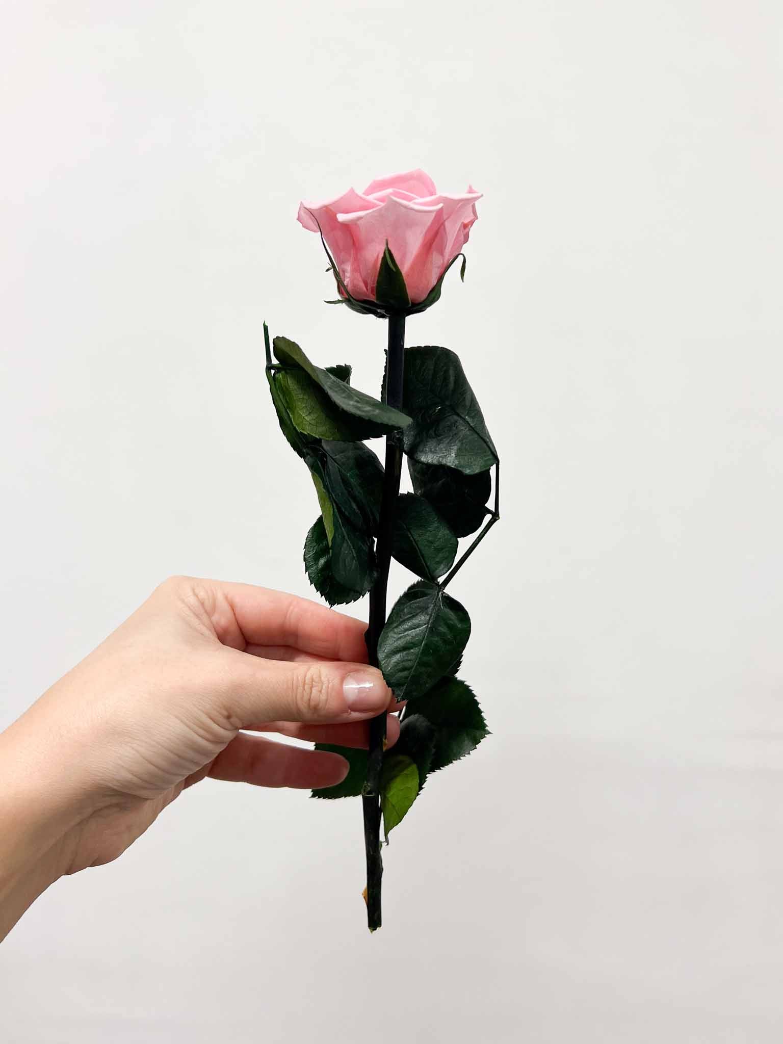 ROSITA » Red Rose stem - 25 cm