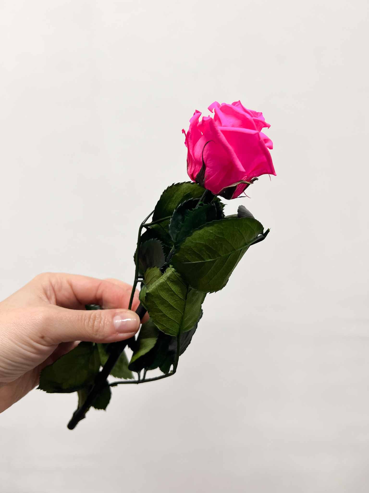ROSITA » Stelo di Rosa fucsia 25cm