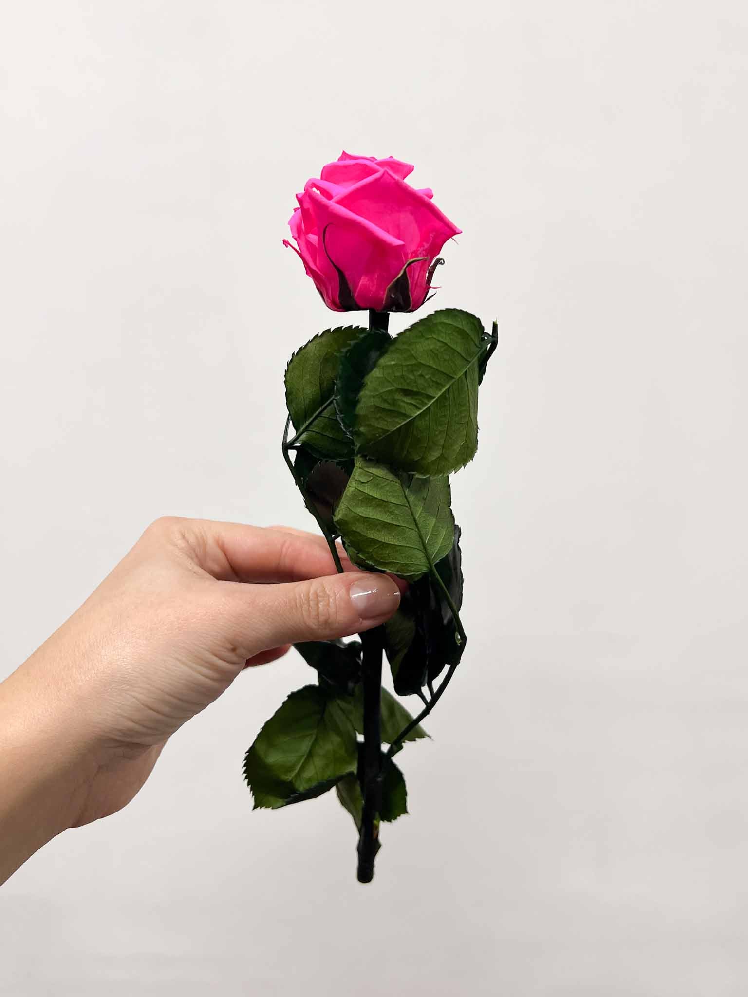 ROSITA » Stelo di Rosa fucsia 25cm