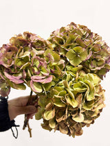 LEONARDA » 3 ortensie essiccate naturali anticate