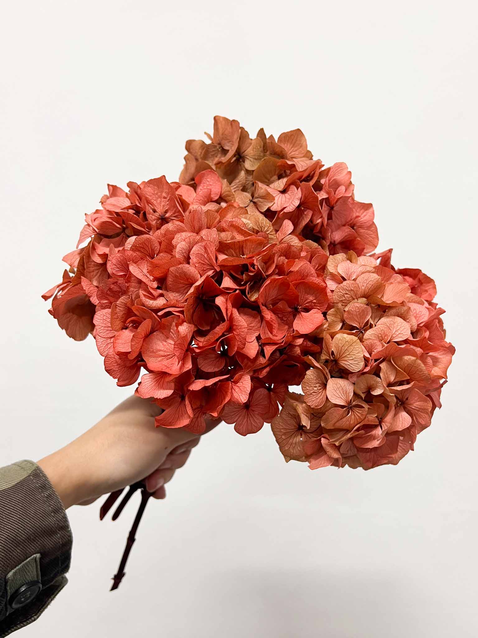 SERENA » Extra coral pink preserved Hydrangea
