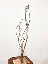 JHAR » ramo ramificato willow naturale 100cm