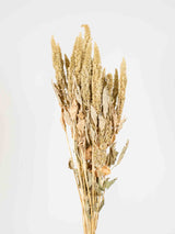 ALBANO » Green dried natural Amaranthus bouquet