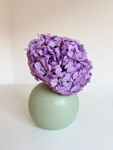 LAVINIA » Ortensia stabilizzata premium lavanda