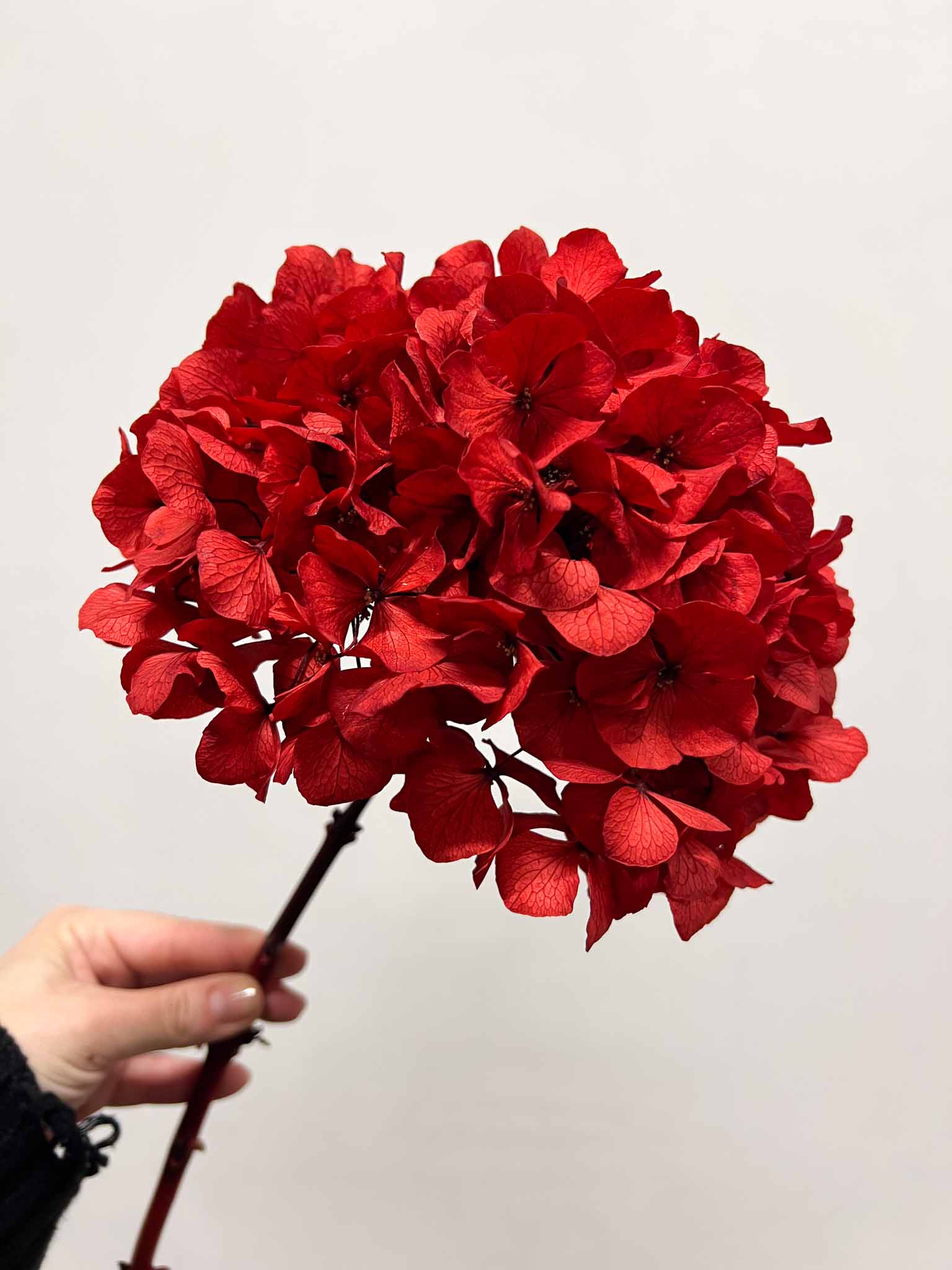 PAOLO » Ortensia stabilizzata extra rosso