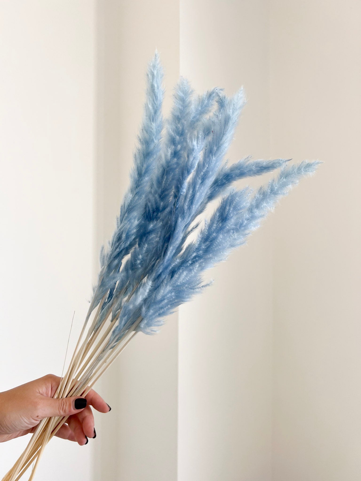 BRAIAN » Mazzo di Fluffy Pampas celeste
