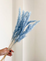 BRAIAN » Mazzo di Fluffy Pampas celeste