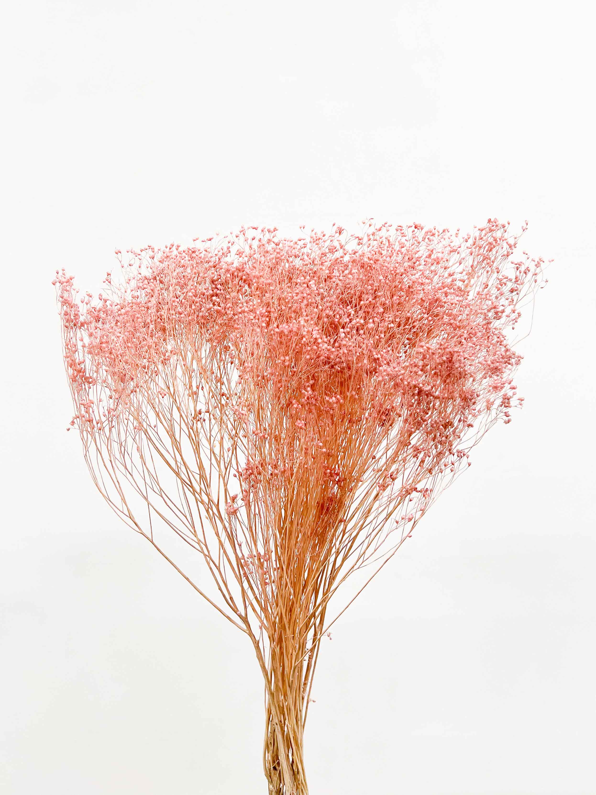 CAMELIA » Light coral red Broom Bloom bouquet