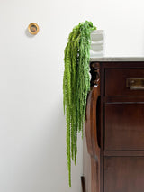 SAURO » Light Green Preserved Amaranthus