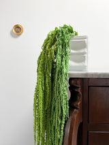 SAURO » Light Green Preserved Amaranthus