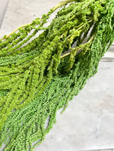 SAURO » Light Green Preserved Amaranthus