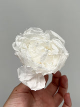 CLELIA » Pack of 3 Preserved White Peonies