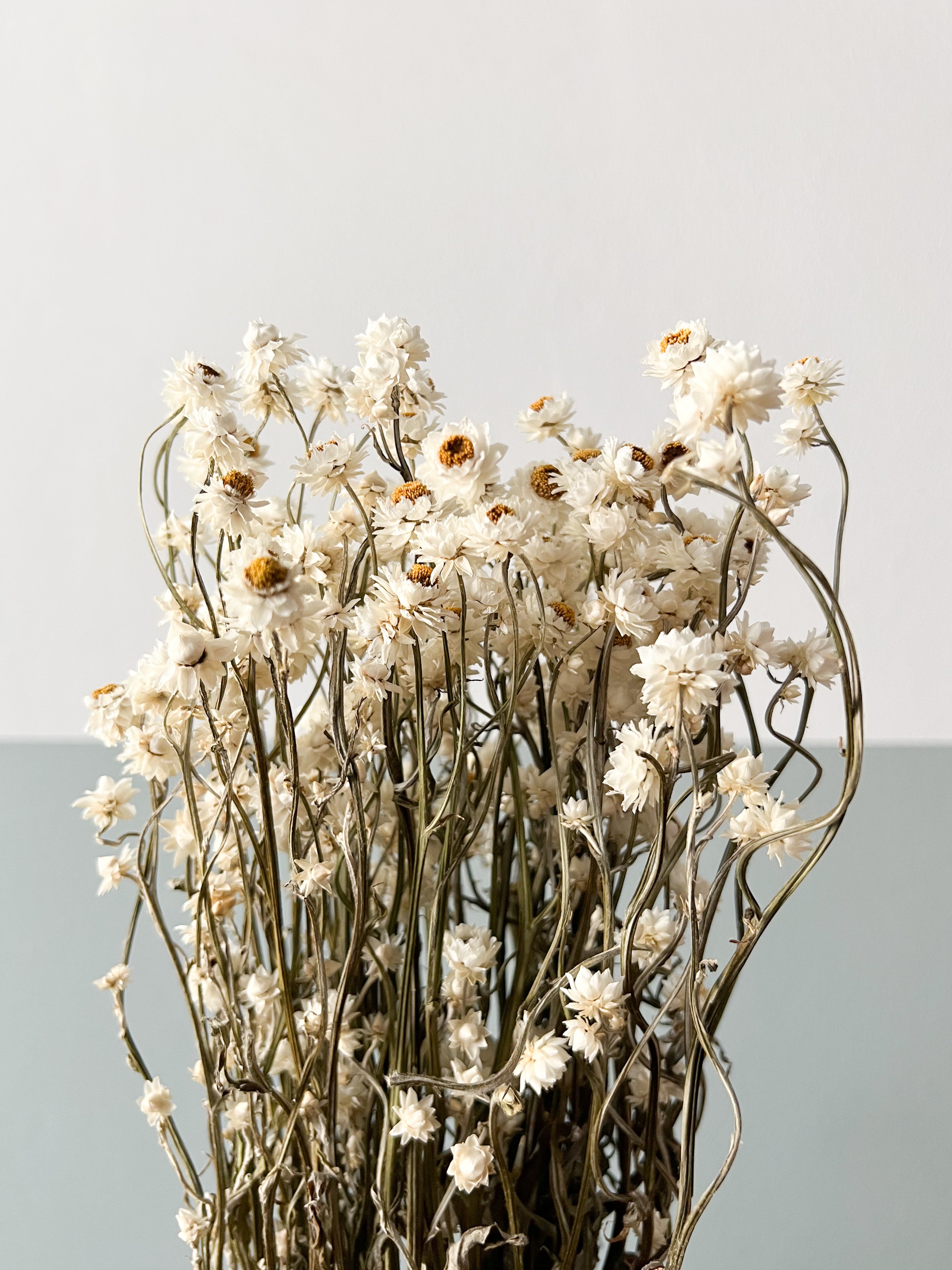 RITA » Mazzo di fiori di Ammobium naturale
