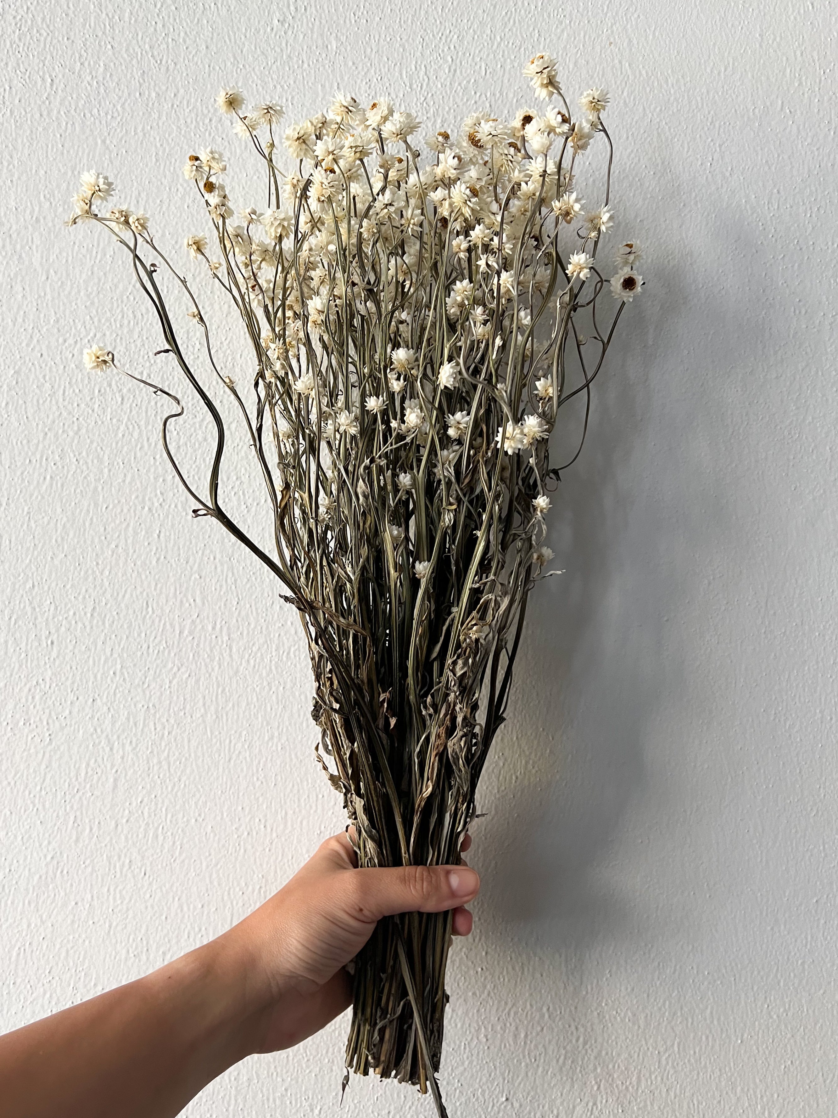 RITA » Mazzo di fiori di Ammobium naturale