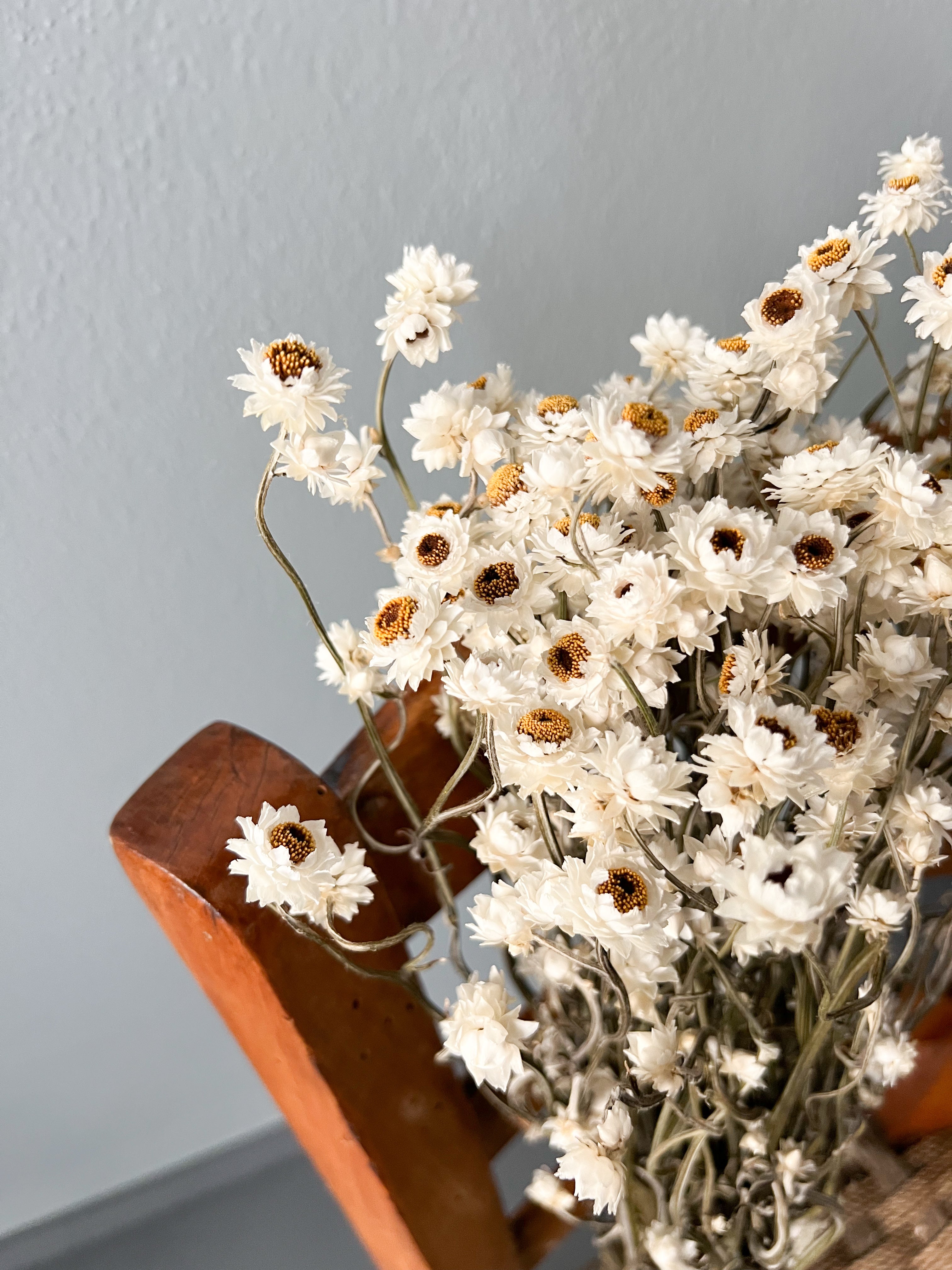 RITA » Mazzo di fiori di Ammobium naturale