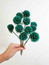 CARLA » Preserved Teal Scabiosa Stellata