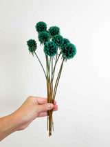 CARLA » Preserved Teal Scabiosa Stellata