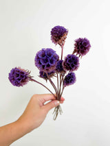 CARLA » Preserved Purple Scabiosa Stellata