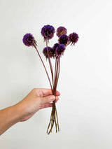 CARLA » Preserved Purple Scabiosa Stellata