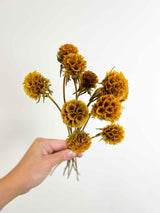 CARLA » Preserved Mustard Yellow Scabiosa Stellata