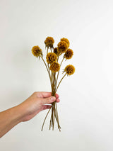 CARLA » Preserved Mustard Yellow Scabiosa Stellata