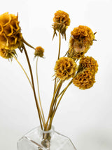 CARLA » Preserved Mustard Yellow Scabiosa Stellata