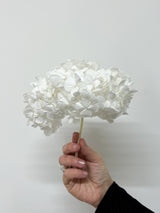 REGINA » Premium Preserved White Hydrangeas Bouquet