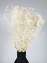 CHIARA » Mazzo di Gypsophila Stabilizzata bianca