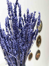 LAURETTA » Preserved Lavander