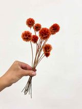 CARLA » Preserved orange Scabiosa Stellata