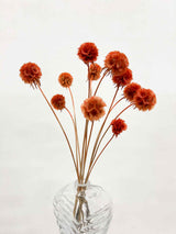 CARLA » Preserved orange Scabiosa Stellata