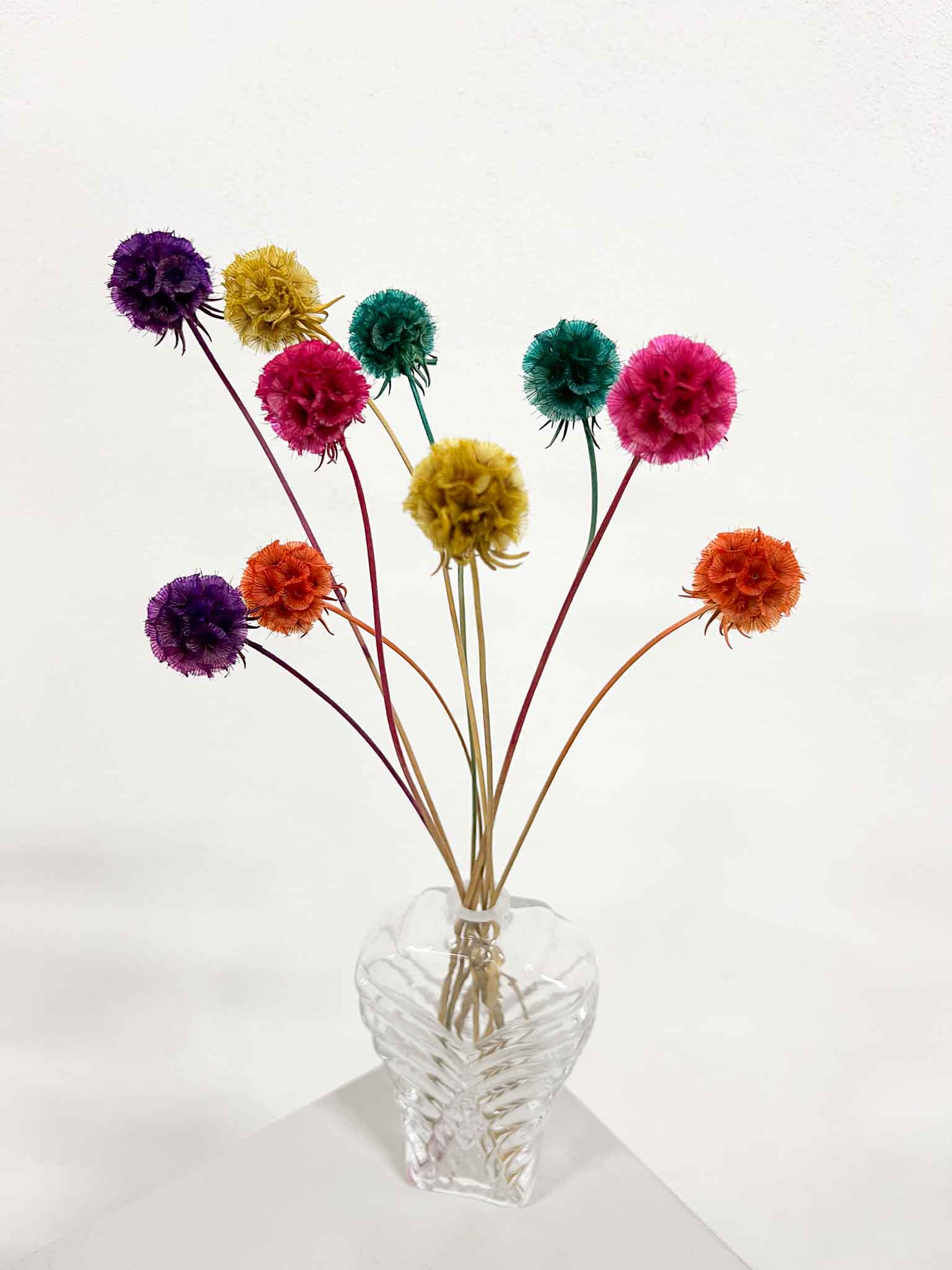 CARLA » Preserved multicolor Scabiosa Stellata