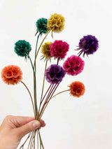 CARLA » Preserved multicolor Scabiosa Stellata